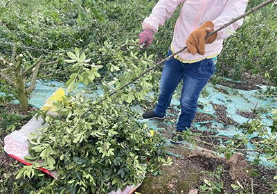 Prickly ash picking season | Qianjiufa planting base welcomes the harvest